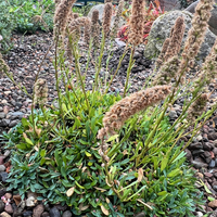 Petrophytum hendersonii